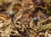 Mycena subcaerulea image