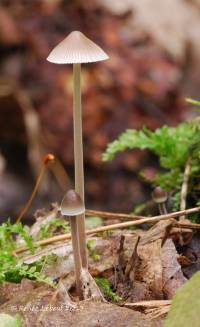 Mycena subcaerulea image