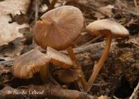 Entoloma vernum image