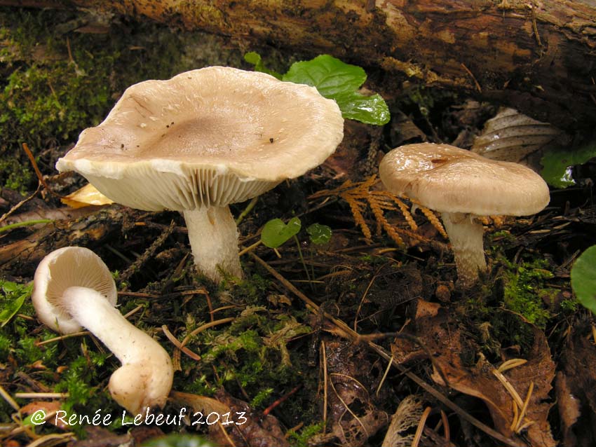 Pholiota lenta var. lenta image