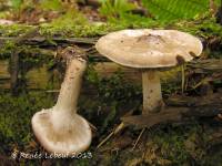 Pholiota lenta var. lenta image