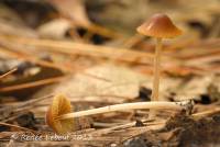 Conocybe cyanopus image