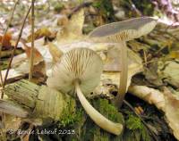 Pluteus cervinus image