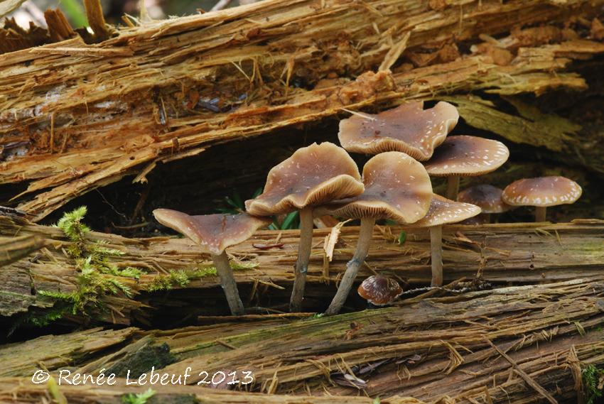 Psilocybe caerulipes var. caerulipes image