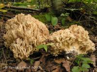 Ramaria varians image