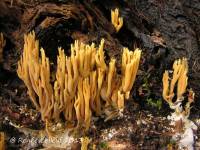 Ramaria abietina image