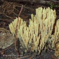 Ramaria abietina image