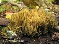 Ramaria abietina image