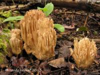 Ramaria acrisiccescens image