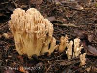 Ramaria acrisiccescens image