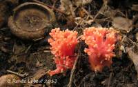 Ramaria formosa image