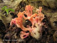 Ramaria formosa image