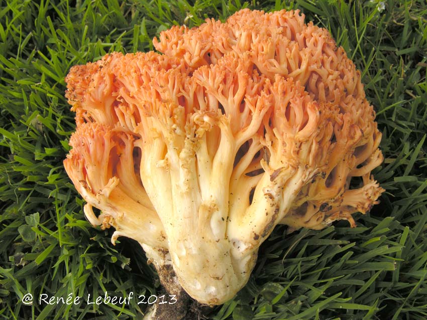 Ramaria botrytoides var. botrytoides image