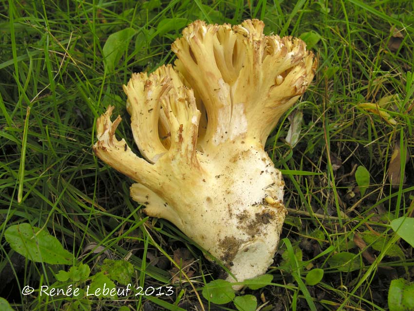 Ramaria brunneicontusa image