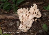 Ramaria cinereocarnea image