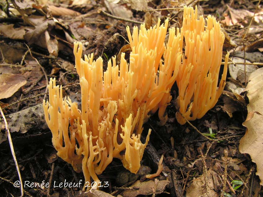 Ramaria conjunctipes f. conjunctipes image