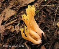 Ramaria conjunctipes image