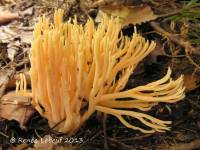 Ramaria conjunctipes image