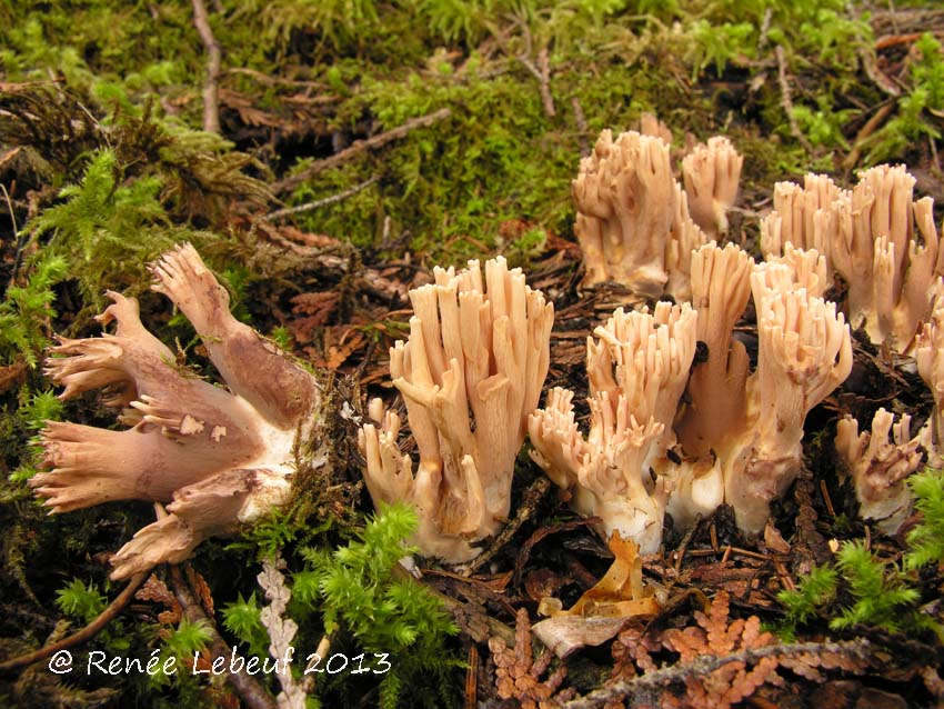 Ramaria violaceibrunnea var. violaceibrunnea image