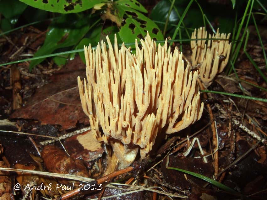 Ramaria flaccida var. flaccida image