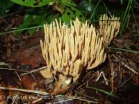 Ramaria flaccida image