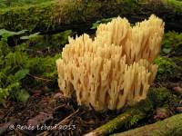 Ramaria flava var. pinicola image