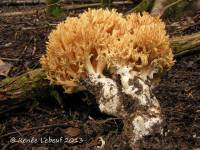 Ramaria flavescens image