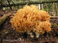 Ramaria flavescens image