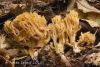 Ramaria flavigelatinosa image