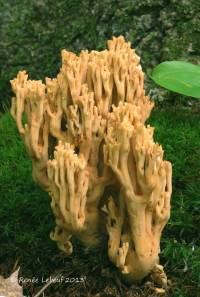 Ramaria flavigelatinosa image