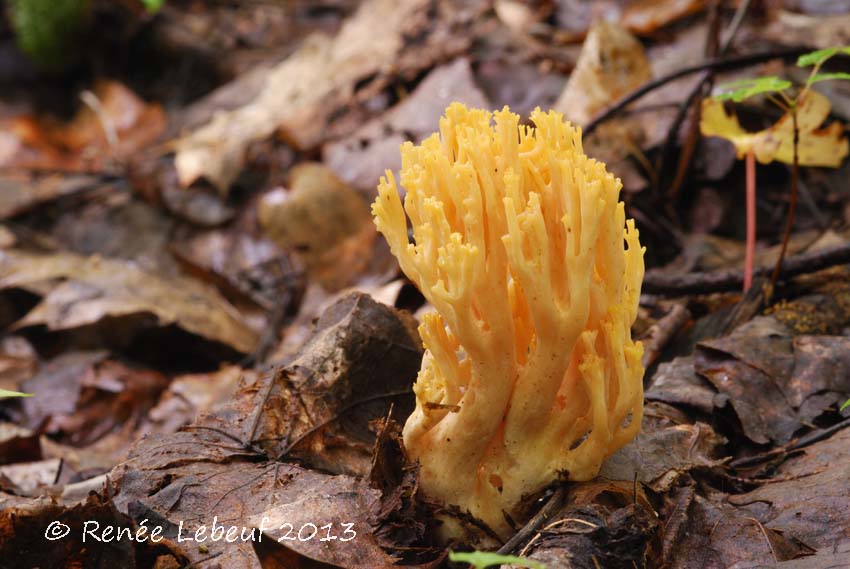 Ramaria flavigelatinosa var. fragrans image