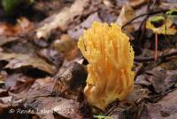 Ramaria flavigelatinosa image