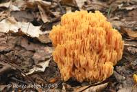 Ramaria flavigelatinosa image