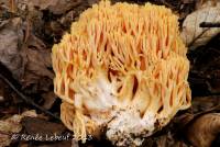 Ramaria flavigelatinosa var. carnisalmonea image