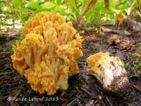 Ramaria flavigelatinosa var. fragrans image