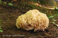 Ramaria flavobrunnescens image