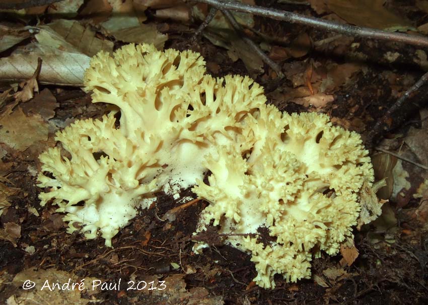 Ramaria flavoides image