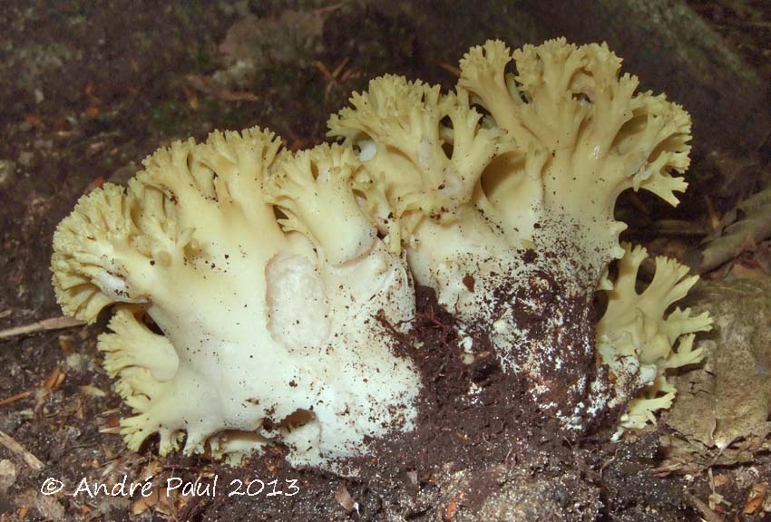 Ramaria flavoides image