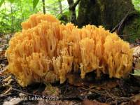 Ramaria formosa var. formosa image