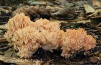 Ramaria holorubella image