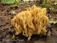 Ramaria lutea image