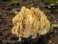 Ramaria lutea image