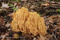 Ramaria lutea image