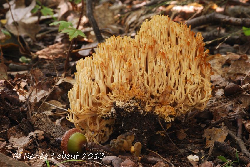 Ramaria lutea image