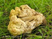 Ramaria magnipes image