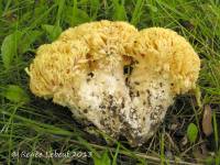 Ramaria magnipes var. magnipes image