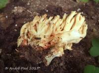 Ramaria sanguinea image