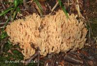 Ramaria sanguinea image