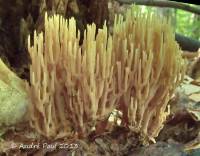 Ramaria stricta var. stricta image