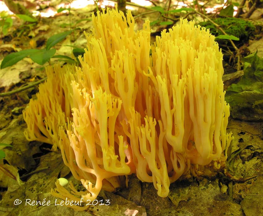 Ramaria subtilis var. subtilis image